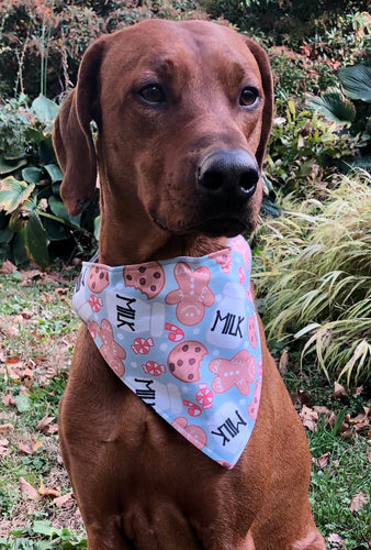 Koa's Ruff Life, Koa in a large Santa's milk and cookies bandana 
