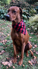 Load image into Gallery viewer, Koa&#39;s Ruff Life, Koa in a large red buffalo pliad bandana personalized with your pup&#39;s name!
