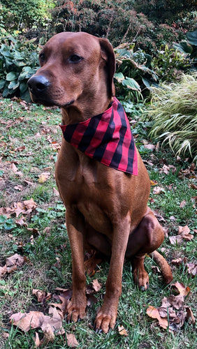 Koa's Ruff Life, Koa in a large red buffalo pliad bandana personalized with your pup's name!