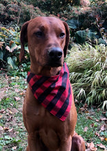 Load image into Gallery viewer, Koa&#39;s Ruff Life, Koa in a large Buffalo pliad bandana personalized with your pup&#39;s name!

