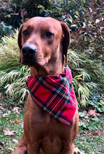 Load image into Gallery viewer, Koa&#39;s Ruff Life, Koa in a large Christmas plaid bandana personalized with your pup&#39;s name!
