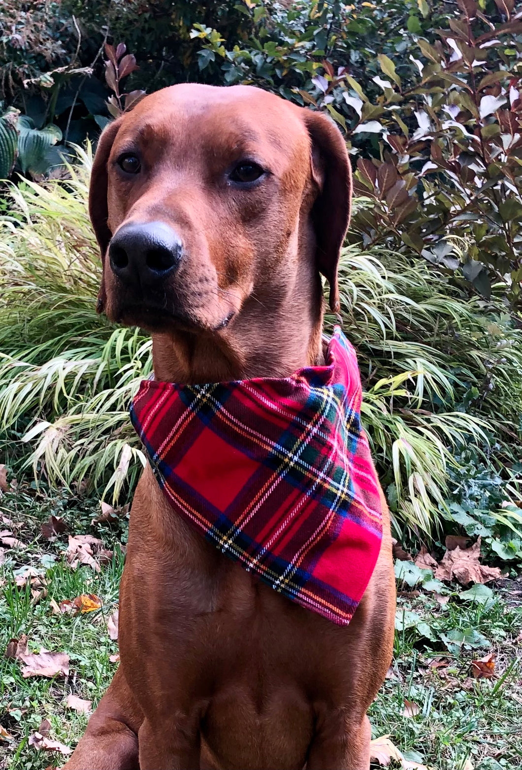 Koa's Ruff Life, Koa in a large Christmas plaid bandana personalized with your pup's name!