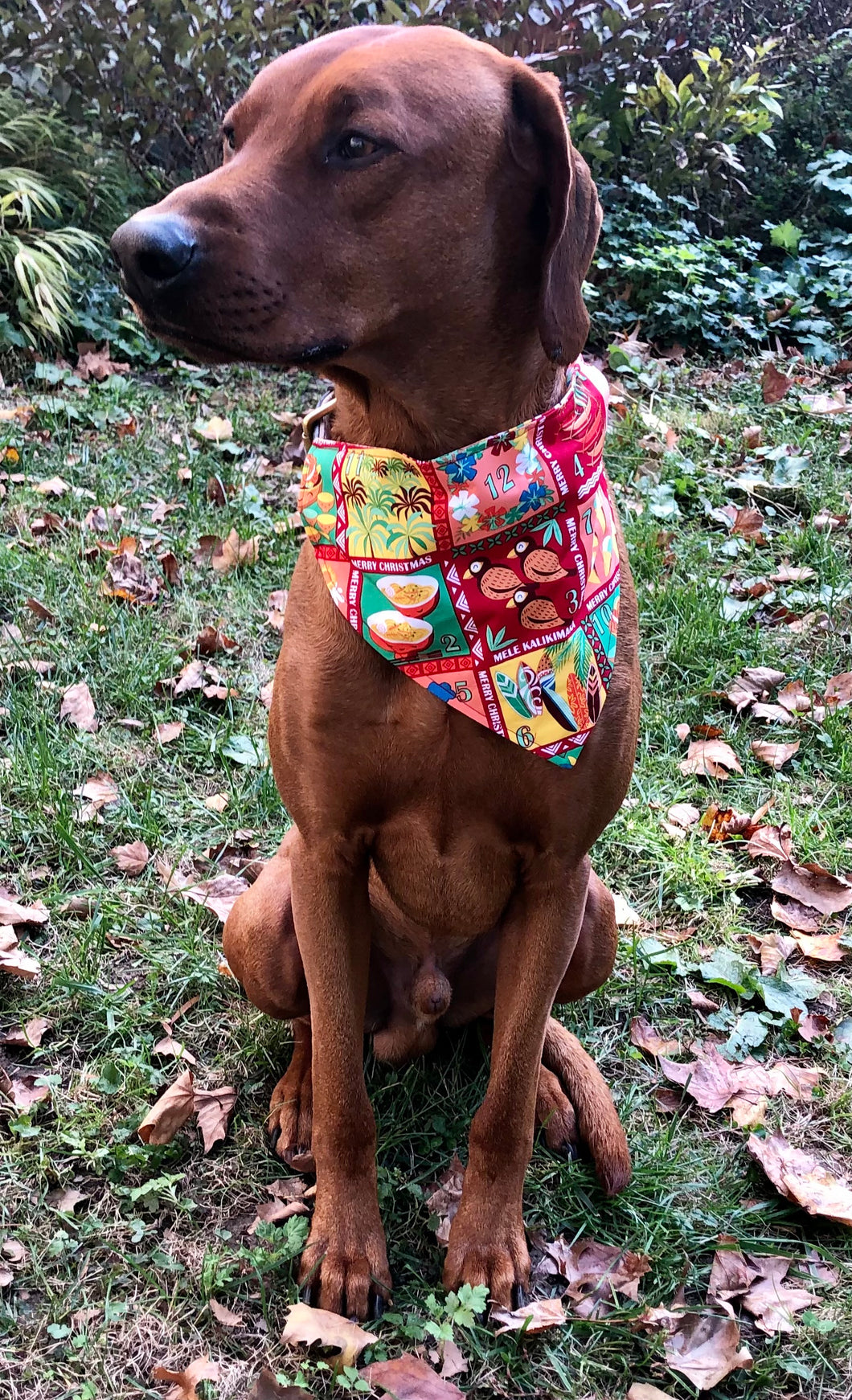 Koa's Ruff Life, Koa in a large red 12 days of Hawaiin Christmas bandana  for dogs