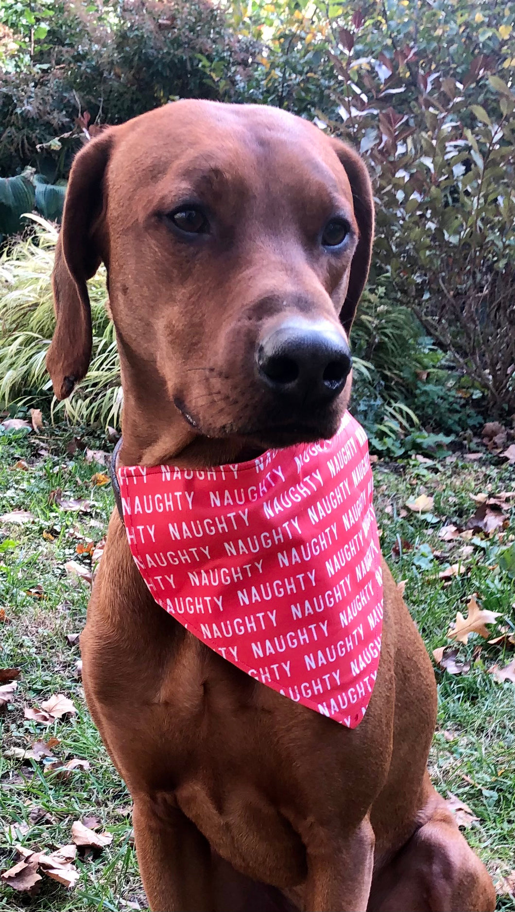 Koa's Ruff Life, Koa in a large red naughty bandana