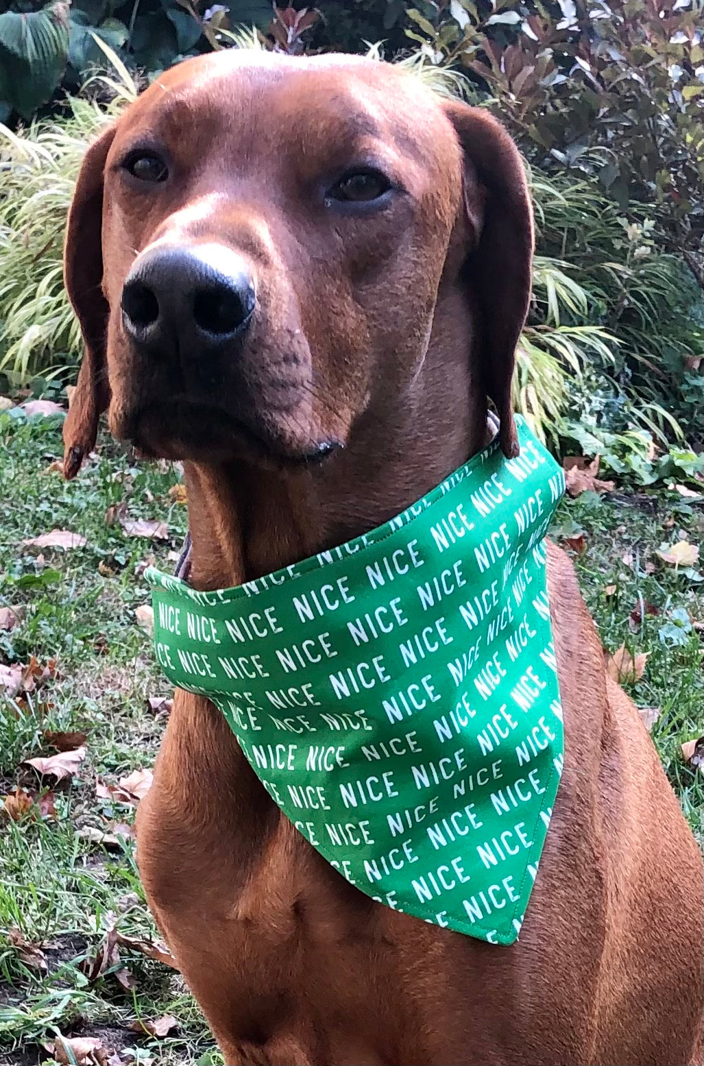 Koa's Ruff Life, Koa in a large green nice list bandana