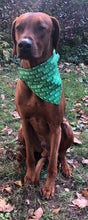 Load image into Gallery viewer, Koa&#39;s Ruff Life, Koa in a large green nice bandana
