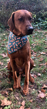 Load image into Gallery viewer, Koa&#39;s Ruff Life, Koa in a large Gingerbread man bandana personalized with your pup&#39;s name!
