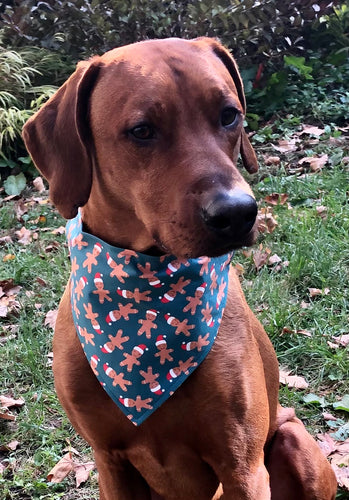 Koa's Ruff Life, Koa in a large Gingerbread man bandana personalized with your pup's name!