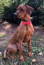 Load image into Gallery viewer, Koa&#39;s Ruff Life, Koa in a large red naughty dog bow tie
