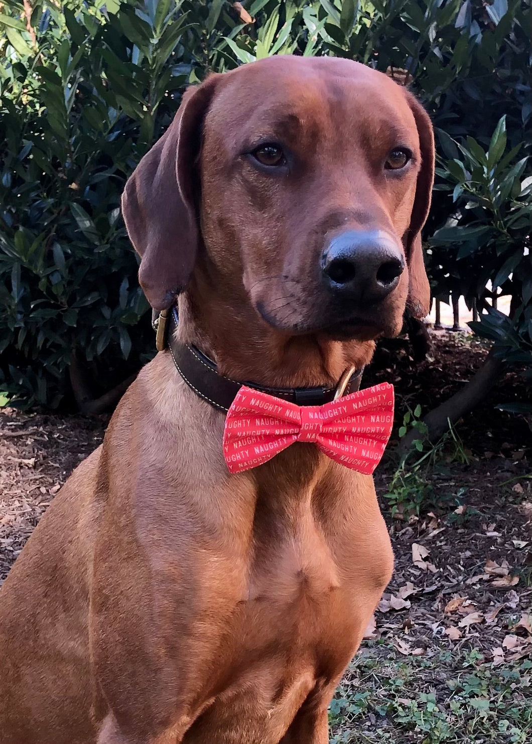 Koa's Ruff Life, Koa in a large red naughty dog bow tie
