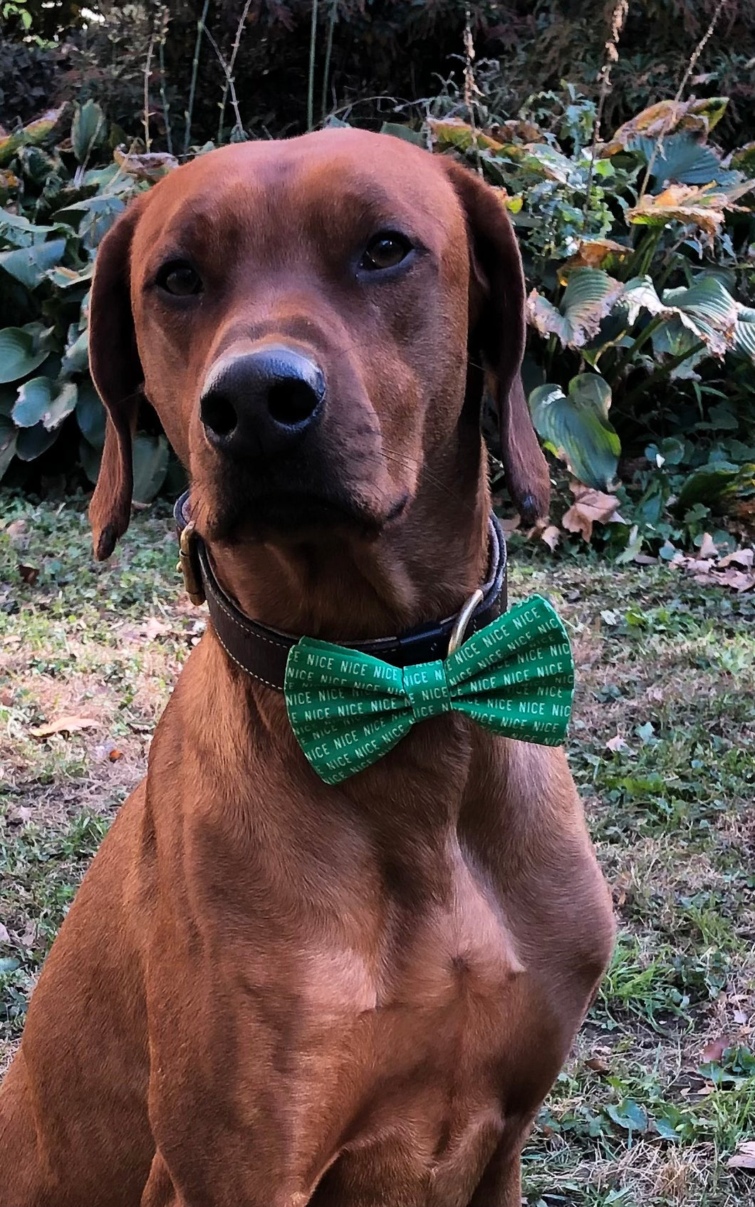 Koa's Ruff Life, Koa in a large green nice list bow tie