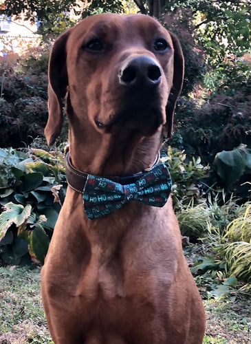 Koa's Ruff Life, Koa in a large Ho Ho Ho bow tie for dogs