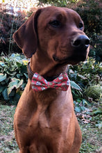 Load image into Gallery viewer, Koa&#39;s Ruff Life, Koa in a large red milk and cookies bow tie
