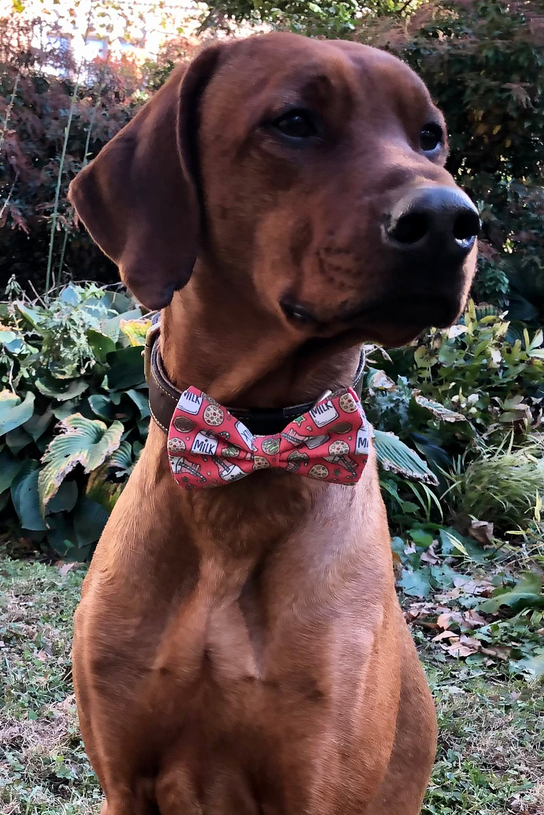 Koa's Ruff Life, Koa in a large red milk and cookies bow tie