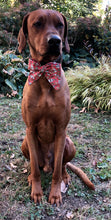 Load image into Gallery viewer, Koa&#39;s Ruff Life, Koa in a large red Santa&#39;s milk and cookies sailro bow
