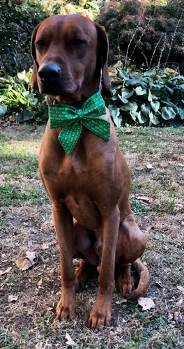 Koa's Ruff Life, Koa in a large green nice list sailor bow for dogs