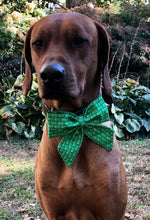 Load image into Gallery viewer, Koa&#39;s Ruff Life, Koa in a large green nice list sailor bow for dogs
