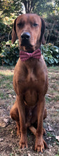Load image into Gallery viewer, Koa&#39;s Ruff Life, Koa in a large fair isle deer red bow tie 
