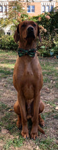 Load image into Gallery viewer, Koa&#39;s Ruff Life, Koa in a large Christmas Mistletoe green bow tie personalized with your pup&#39;s name
