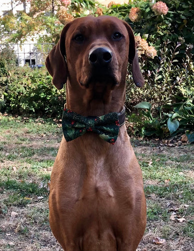 Koa's Ruff Life, Koa in a large Christmas Mistletoe green bow tie personalized with your pup's name