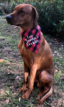 Load image into Gallery viewer, Koa&#39;s Ruff Life, Koa in a large &quot;I ate Santa&#39;s cookies&quot; bandana 
