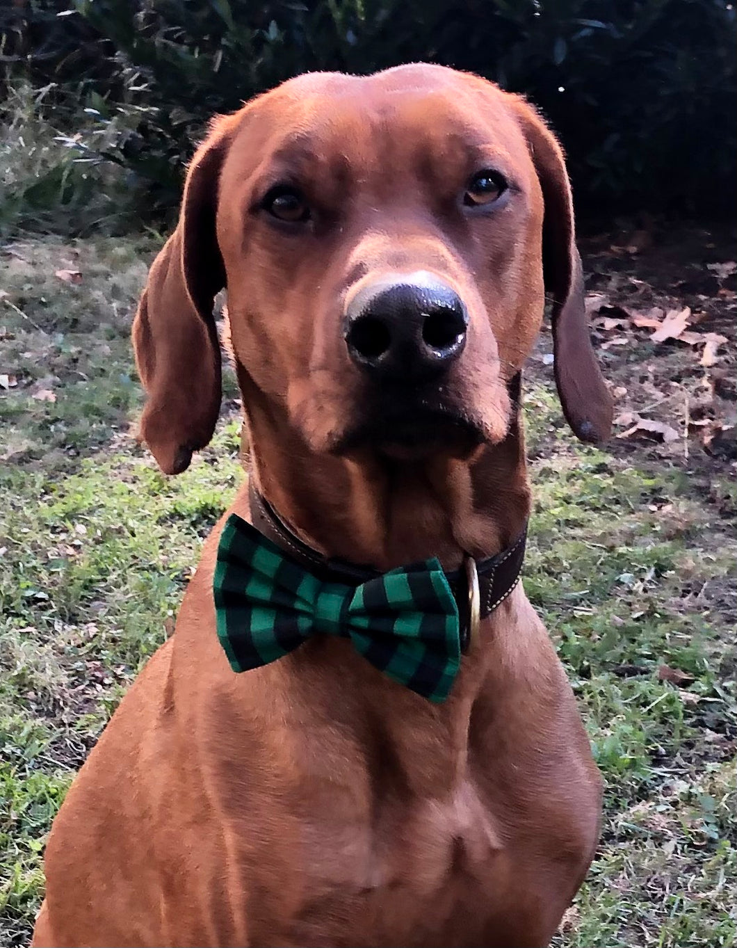 Koa's Ruff Life, Koa in a large green buffalo plaid bow tie personalized with your pup's name