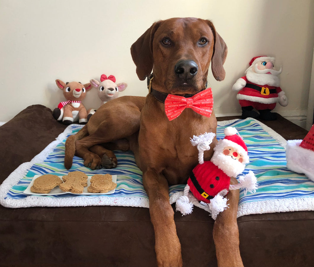 Koa's Ruff Life, Santa's Naughty List gift box. Koa in a large red naughty list bow tie, Christmas cookies (Santa Claus, snowman, reindeer, Mr. & Mrs. Gingerbread, Christmas tree), and Santa Claus dog toy
