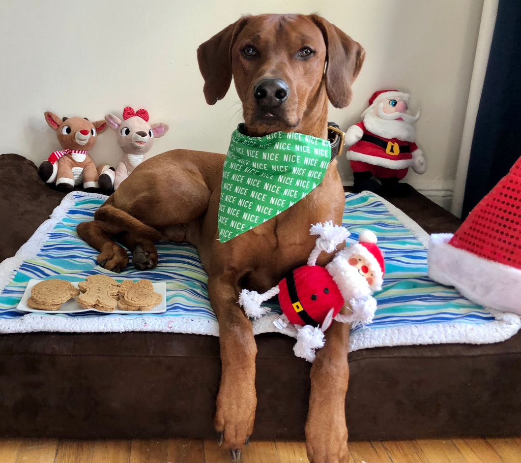 Koa's Ruff Life, Sant's Nice List Gift box: Koa in a large green nice bandana, Christmas cookies (santa claus, snowman, reindeer, Mr & Mrs Gingerbread, Christmas tree), and Santa Claus dog toy