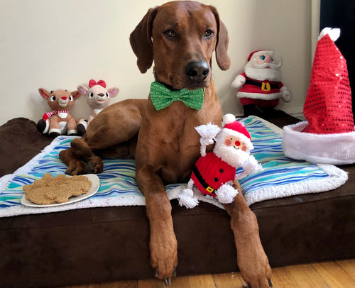 Koa's Ruff Life, Sant's Nice List Bow Tie Gift box with Nice bow tie, Christmas themed cookies (santa claus, snowman, reindeer, Mr & Mrs Gingerbread, Christmas tree) and santa clause dog toy
