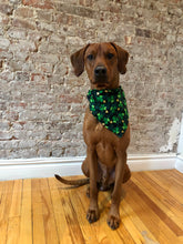 Load image into Gallery viewer, Koa&#39;s Ruff Life, Koa in a large luck of the Irish bandana
