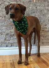 Load image into Gallery viewer, Koa&#39;s Ruff Life, Koa in a large Luck of an Irish bandana
