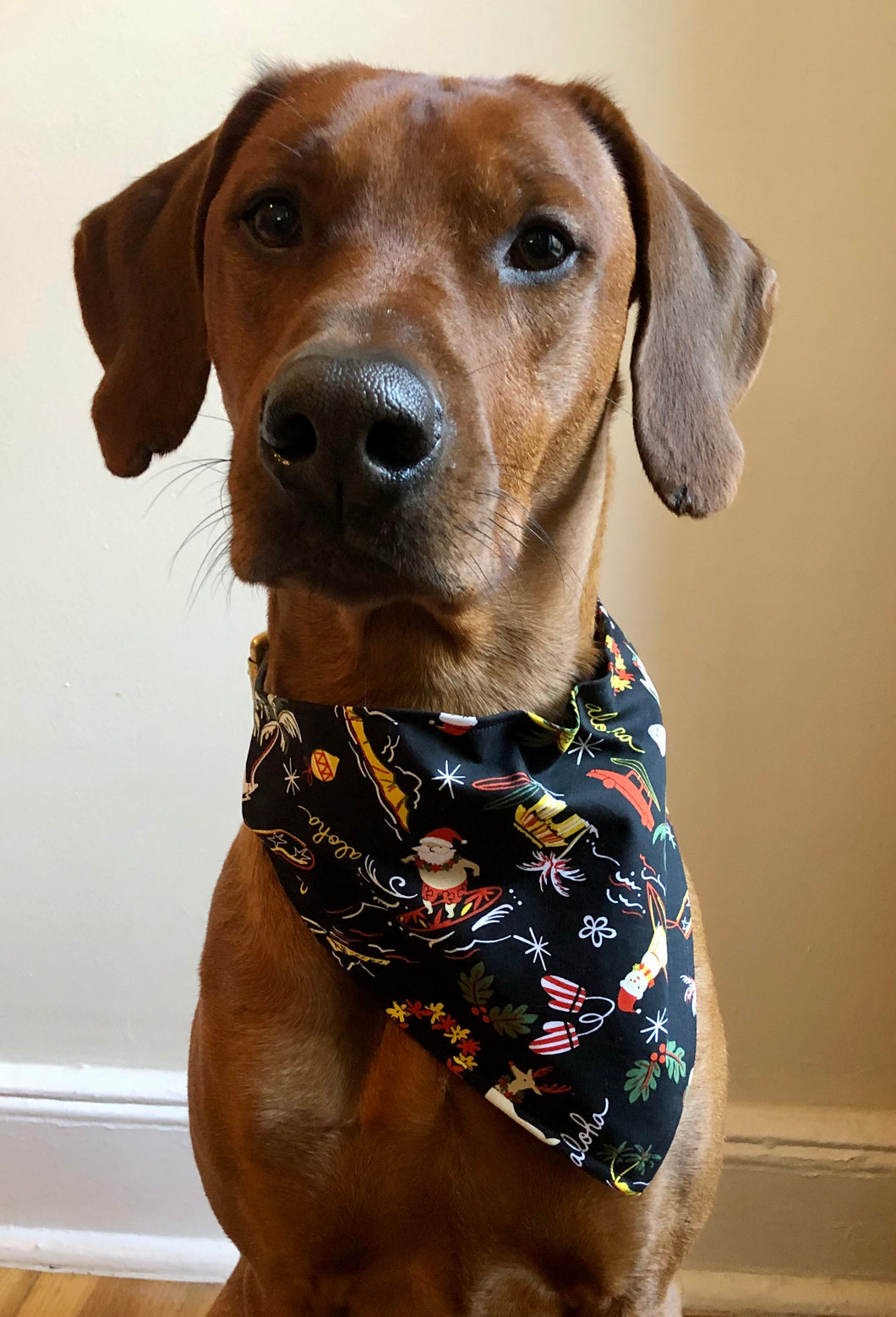 Koa's Ruff Life, Koa in a black large Mele Kalikimaka Hawaiian Christmas bandana for dogs. Personalized with your pup's name
