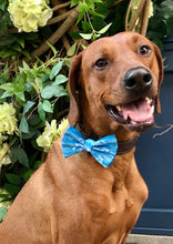 Load image into Gallery viewer, Koa&#39;s Ruff Life, Koa in the blue aloha honu large bow tie for dogs and matching collar. Bring the spirit of Hawaii to your town!
