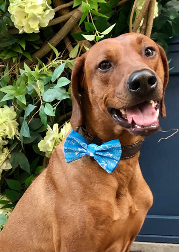 Koa's Ruff Life, Koa in the blue aloha honu large bow tie for dogs and matching collar. Bring the spirit of Hawaii to your town!