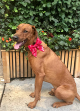 Load image into Gallery viewer, Koa&#39;s Ruff Life, Koa in the red heart swirl sailor bow for dogs. Personalized with your pup&#39;s name.
