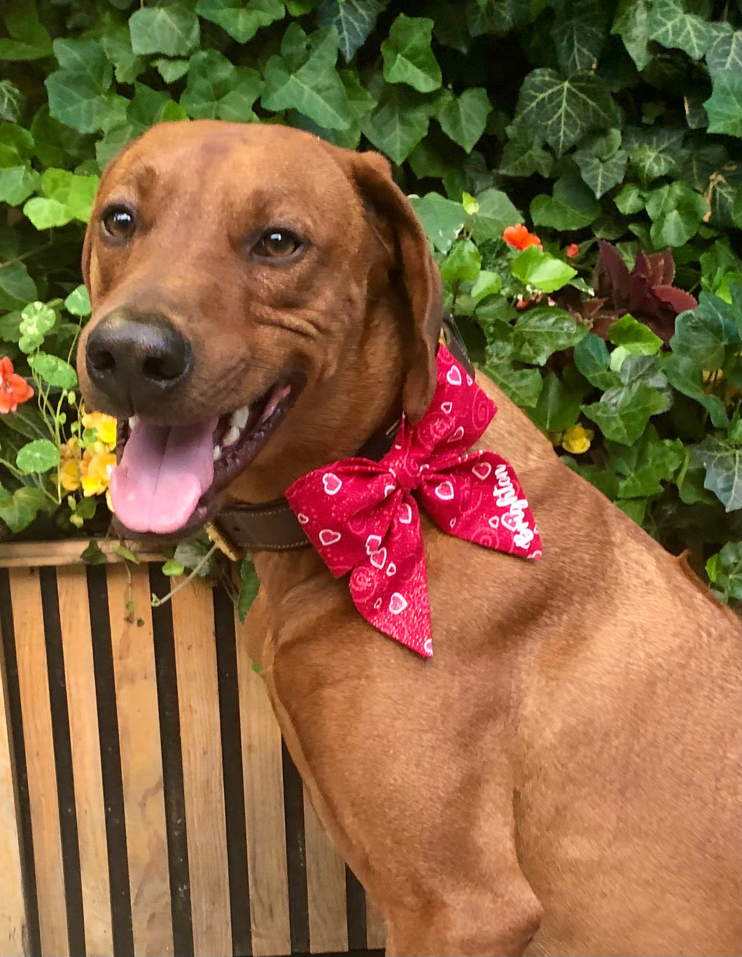 Koa's Ruff Life, Koa in the red heart swirl sailor bow for dogs. Personalized with your pup's name.