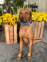 Load image into Gallery viewer, Koa&#39;s Ruff Life, Koa in a large bad to the bone bow tie. 
