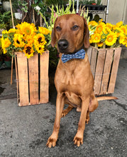 Load image into Gallery viewer, Koa&#39;s Ruff Life, Koa in a large bad to the bone bow tie. 
