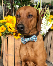 Load image into Gallery viewer, Koa&#39;s Ruff Life, Koa in a large stud muffin bow tie. 

