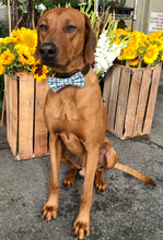 Load image into Gallery viewer, Koa&#39;s Ruff Life, Koa in a large stud muffin bow tie. 
