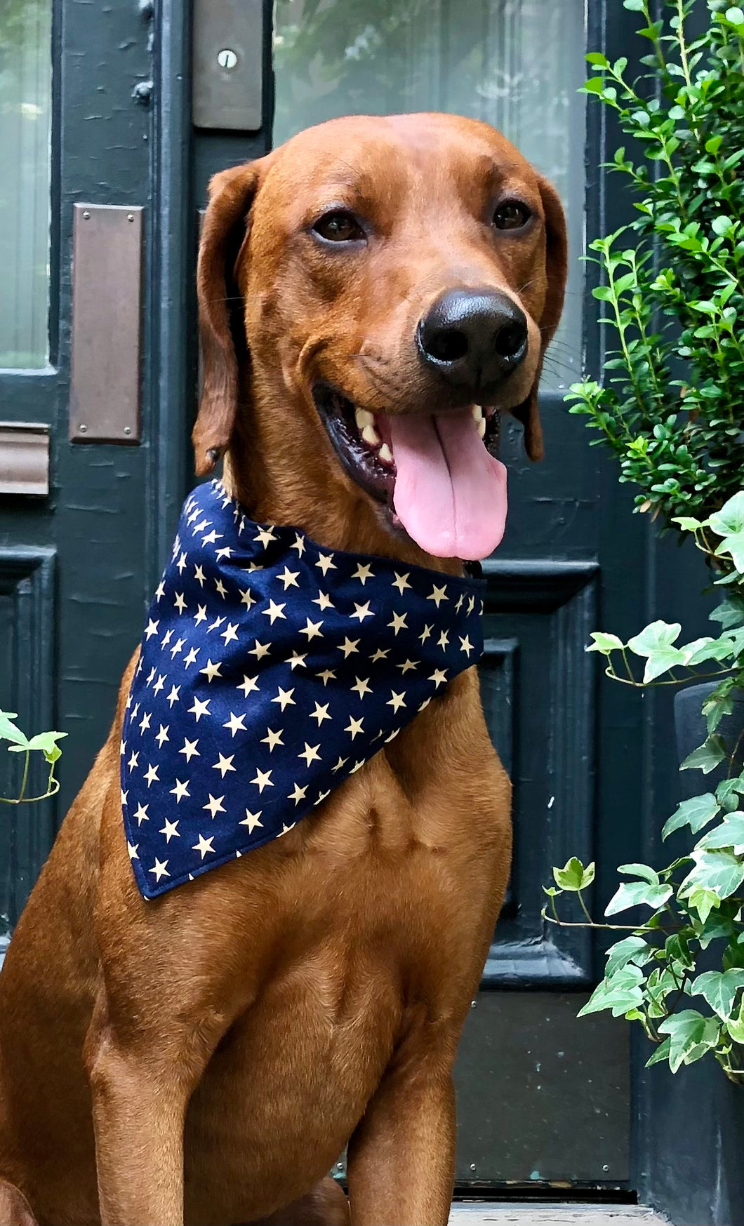 Koa's Ruff Life, Koa in a large patriot bandana for dogs