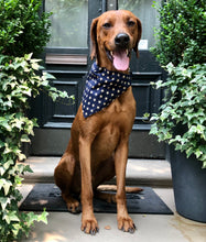 Load image into Gallery viewer, Koa&#39;s Ruff Life, Koa in a large patriot bandana for dogs
