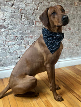 Load image into Gallery viewer, Koa&#39;s Ruff Life, Koa in the chemistry formula large bandana. This one is for the science nerds! Express your nerdy side.
