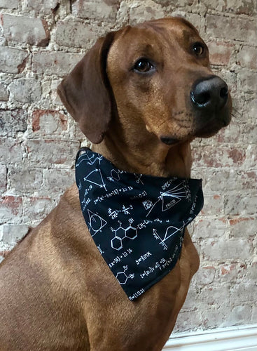 Koa's Ruff Life, Koa in the chemistry formula large bandana. This one is for the science nerds! Express your nerdy side. 