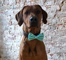 Load image into Gallery viewer, Koa&#39;s Ruff Life, Koa in the glow in the dark large teal dog bow tie.
