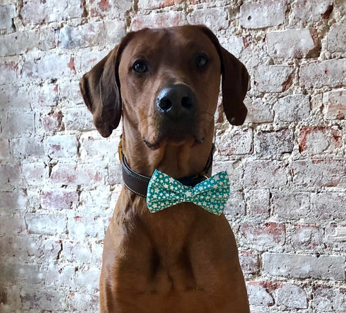 Koa's Ruff Life, Koa in the glow in the dark large teal dog bow tie.