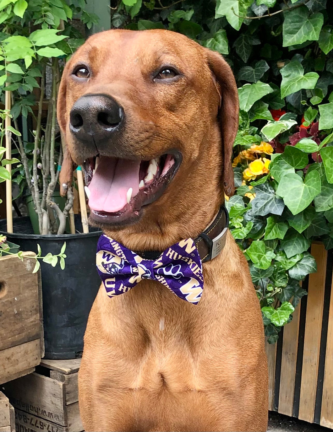 Koa's Ruff Life, Koa in the large University of Washington Huskies bow tie. College Football bow tie for dogs. School pride.
