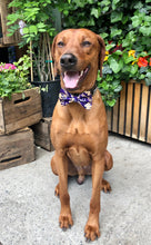 Load image into Gallery viewer, Koa&#39;s Ruff Life, Koa in the large University of Washington Huskies bow tie. College Football bow tie for dogs. School pride.
