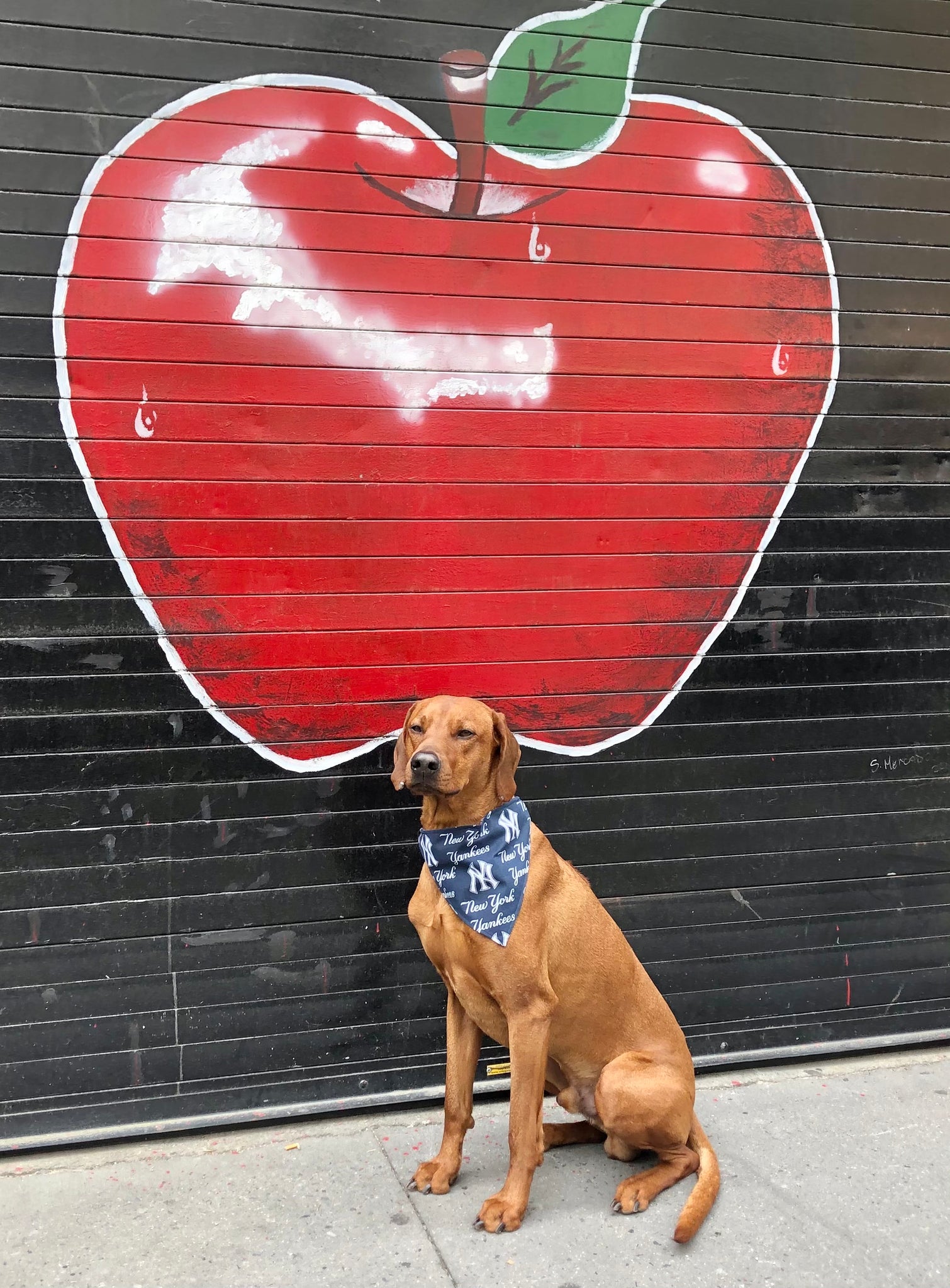 New York Yankees Dog Bandana, Personalized with your Pup's Name – Koa's  Ruff Life