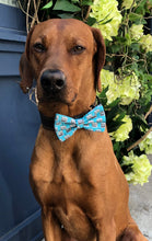 Load image into Gallery viewer, Koa&#39;s Ruff Life, Koa in the large blue birthday bow cake bow tie. Celebrte your dogs birthday in style.
